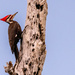 Mr Pileated Woodpecker!