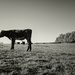The Calf by jjjordan