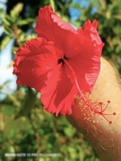 5th Apr 2024 -   Hibiscus National Flower of Malaysia