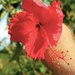   Hibiscus National Flower of Malaysia
