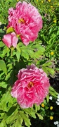 20th Apr 2024 - The peonies arrive