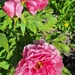 The peonies arrive by 912greens