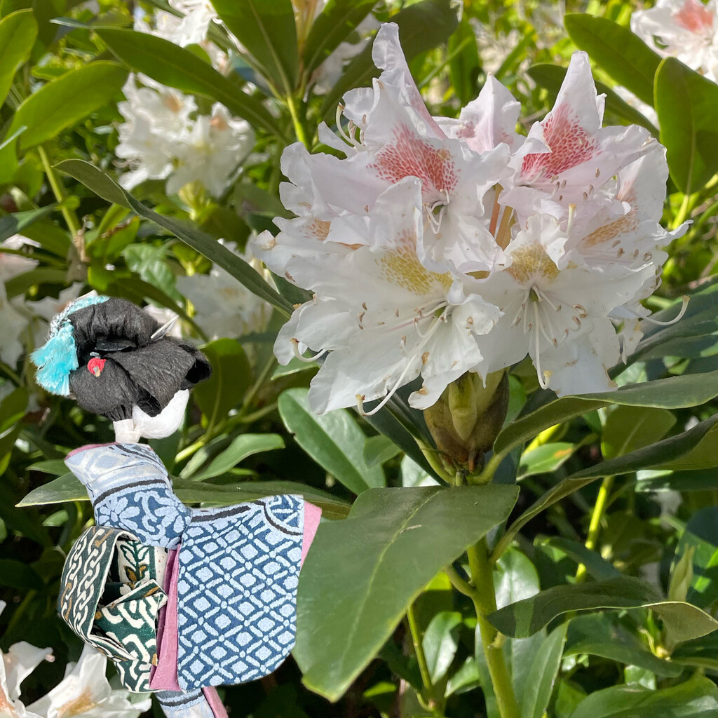 Hiroko admires the Rhododendron  by jacqbb