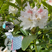 22nd Apr 2024 - Hiroko admires the Rhododendron 
