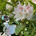 Hiroko admires the Rhododendron 