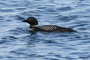 22nd Apr 2024 - The loon
