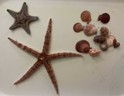23rd Apr 2024 - Treasures From the Sea