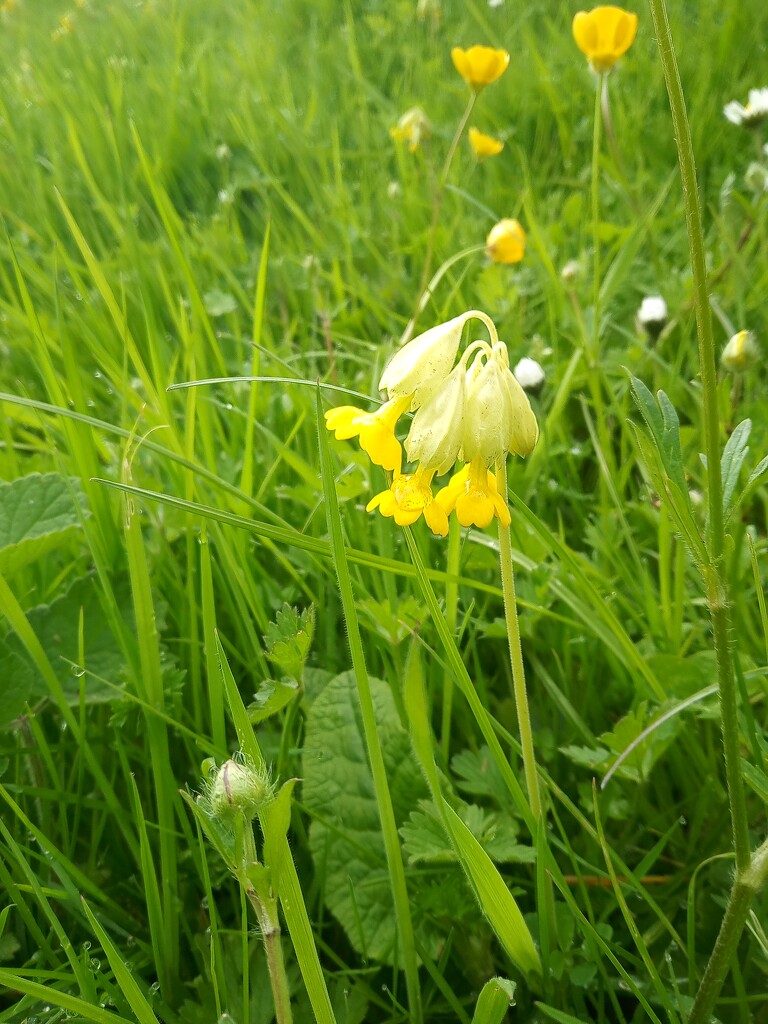 Cowslips turn now by 365projectorgjoworboys