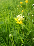 23rd Apr 2024 - Cowslips turn now