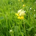 Cowslips turn now