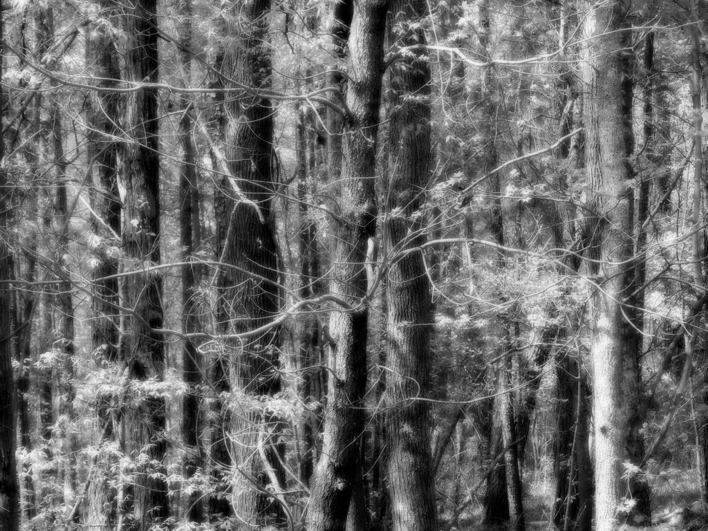 Deep forest... by marlboromaam