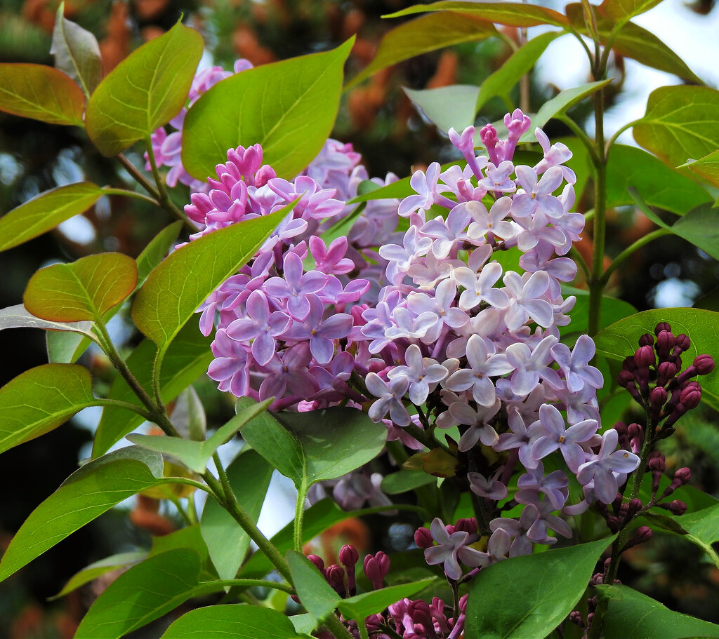 Lilac by seattlite