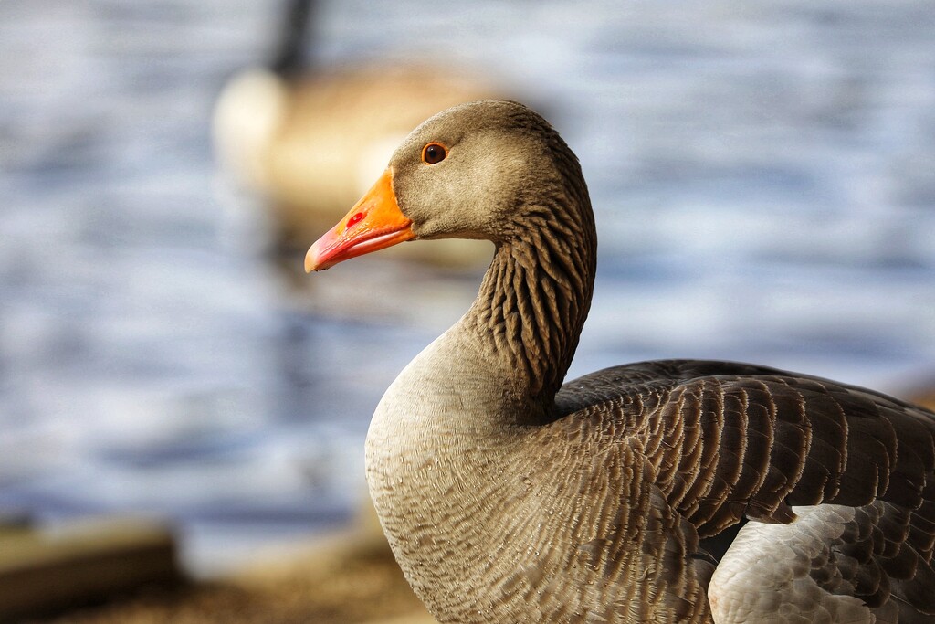 Greylag Goose by carole_sandford