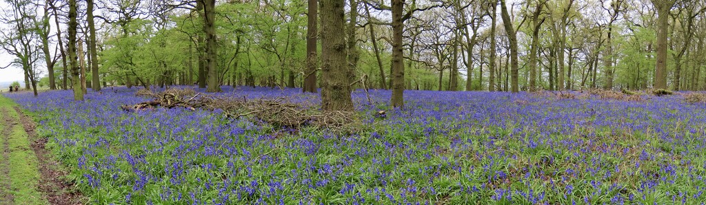 Bluebell woods at Felley Priory by orchid99