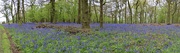 23rd Apr 2024 - Bluebell woods at Felley Priory