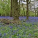 Bluebell woods at Felley Priory