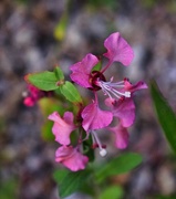 22nd Apr 2024 - 4 22 Pink wildflower
