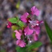 4 22 Pink wildflower by sandlily
