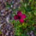 4 22 Deep Pink Wildflower