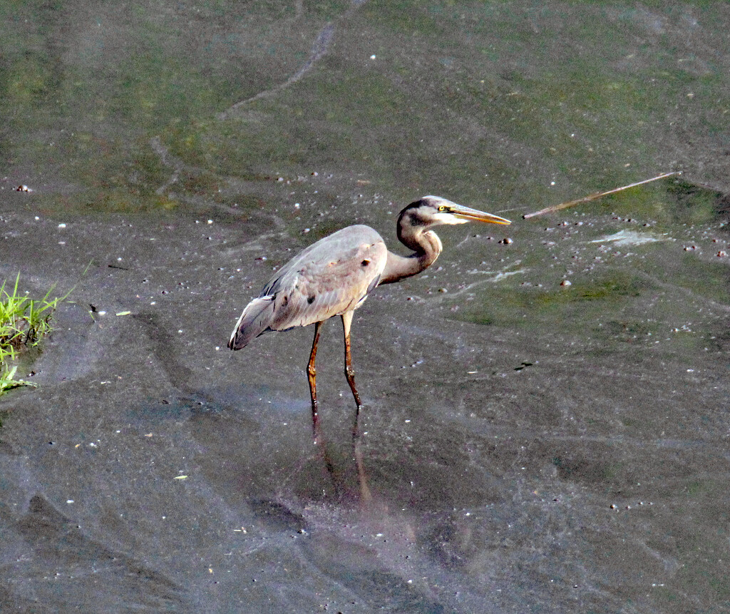 April 16 Heron Hunting In Pollen Covered Waters IMG_9191AA by georgegailmcdowellcom