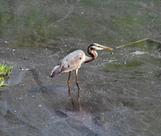 16th Apr 2024 - April 16 Heron Hunting In Pollen Covered Waters IMG_9191AA