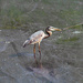April 16 Heron Hunting In Pollen Covered Waters IMG_9191AA by georgegailmcdowellcom