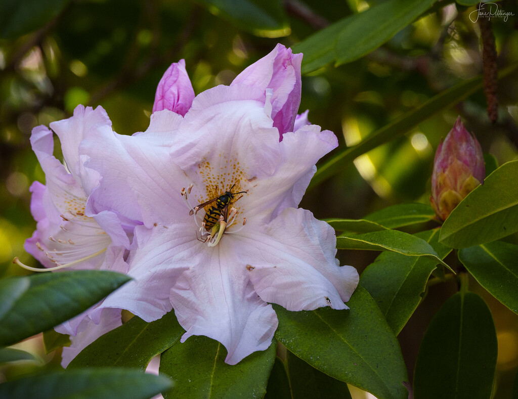 Rhody and Bee  by jgpittenger