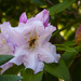 Rhody and Bee  by jgpittenger