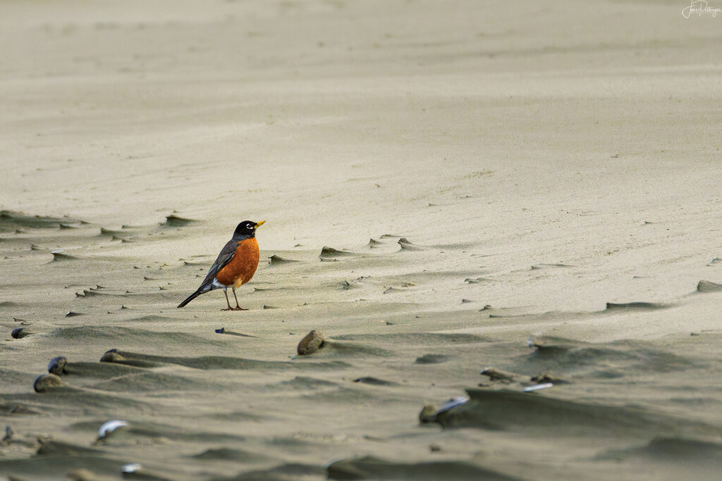 Robin on the Beach  by jgpittenger