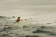 23rd Apr 2024 - Robin on the Beach 