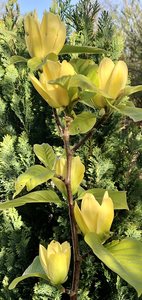 Magnolia Number 5 - Yellow Bird by susiemc