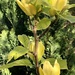 Magnolia Number 5 - Yellow Bird