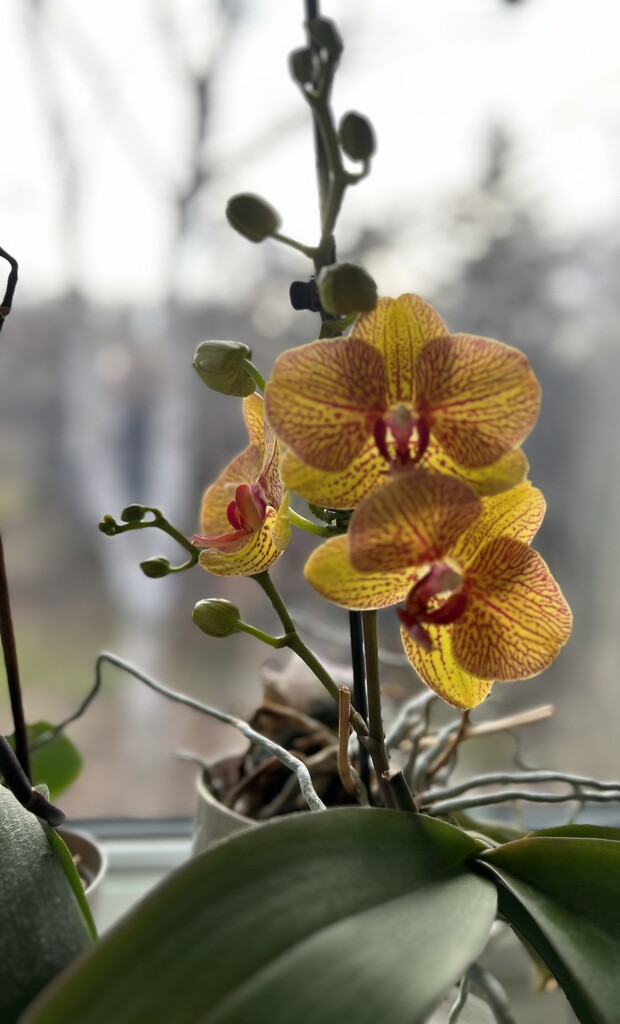 Moth Orchid  by radiogirl