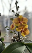 23rd Apr 2024 - Moth Orchid 