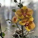 Moth Orchid  by radiogirl