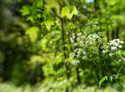 21st Apr 2024 - Bokeh and lace