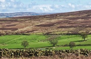23rd Apr 2024 - Across the moor and dale