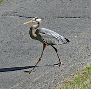 18th Apr 2024 - April 18 Heron Walking Confidently IMG_9203  AA