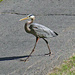 April 18 Heron Walking Confidently IMG_9203  AA by georgegailmcdowellcom