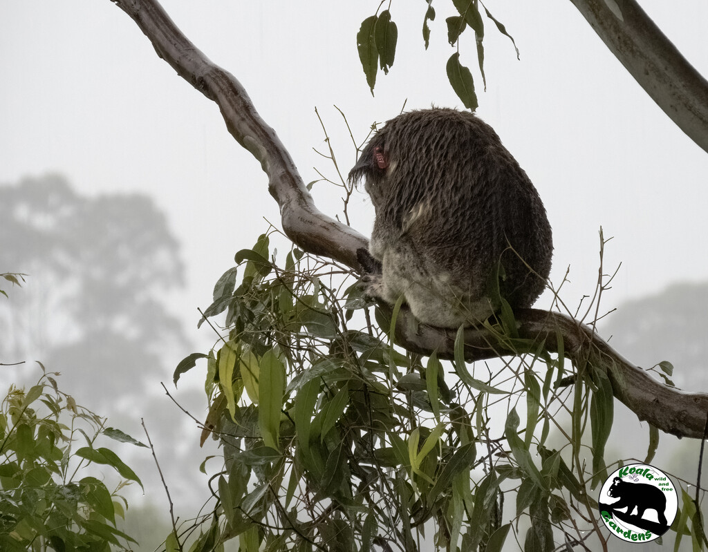 raindrops keep falling on my head by koalagardens
