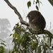 raindrops keep falling on my head by koalagardens