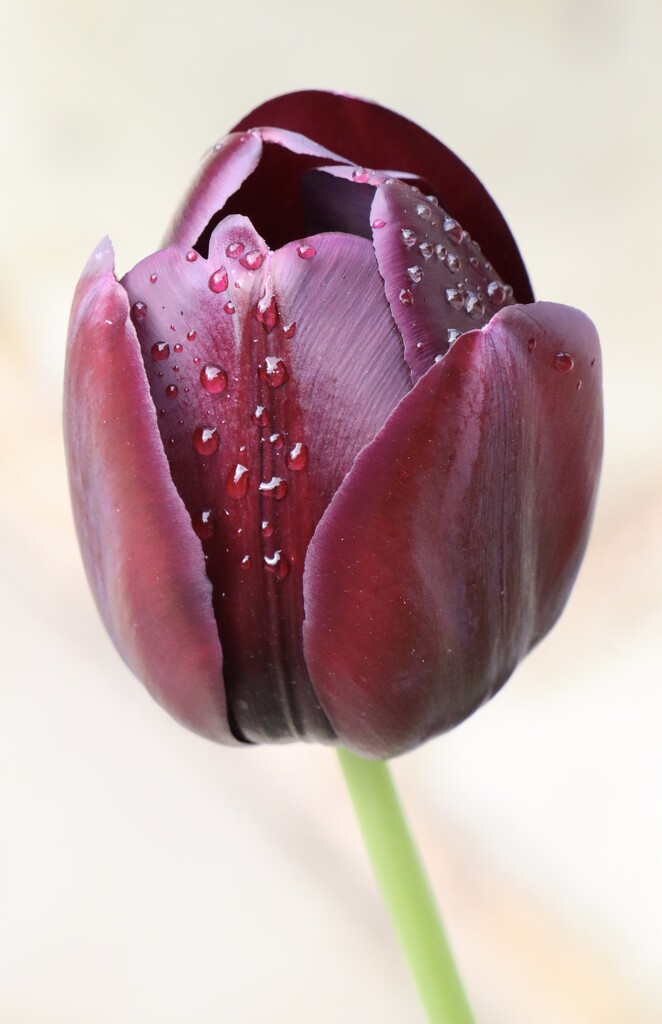 Tulip after rain  by jeremyccc