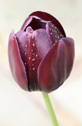 23rd Apr 2024 - Tulip after rain 