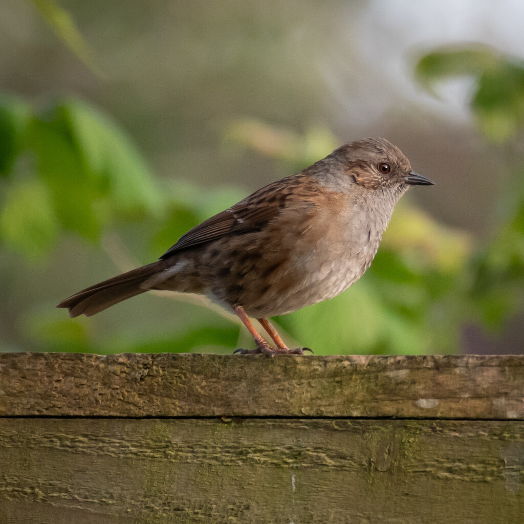 Dunnock by anncooke76