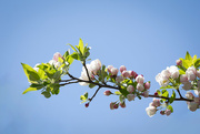 23rd Apr 2024 - Crabapple blossoms