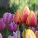 Showy Tulips