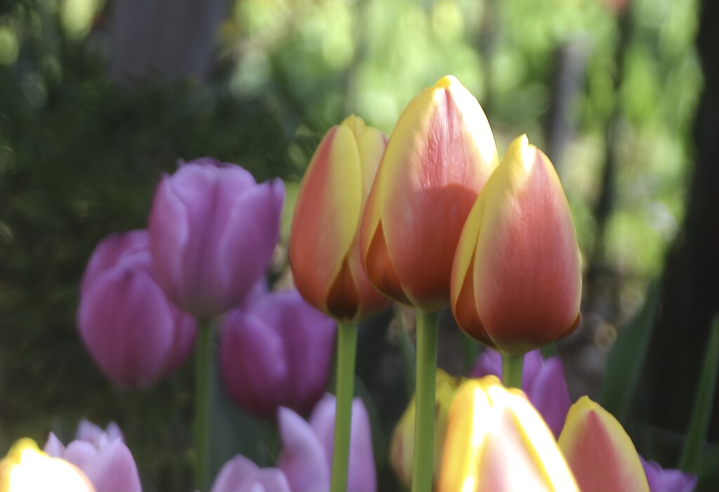 Showy Tulips by lynnz