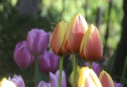 17th Apr 2024 - Showy Tulips