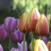 Showy Tulips
