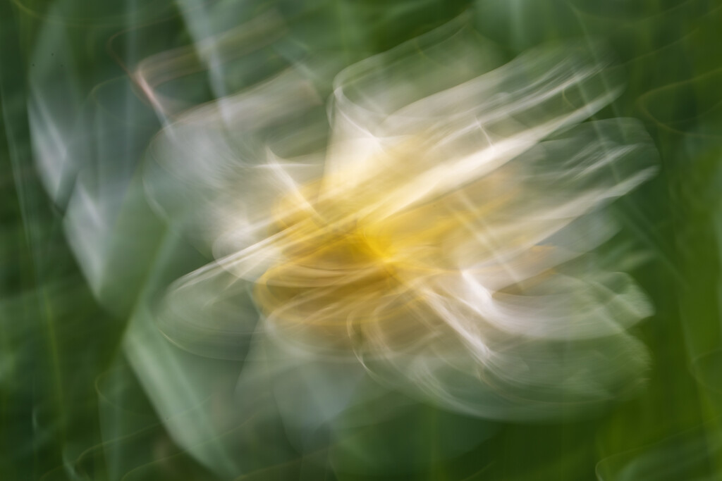 Daffodil ICM by kvphoto